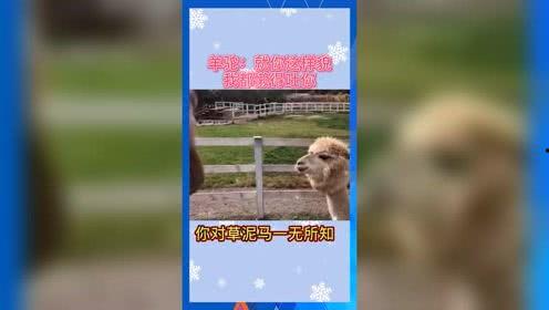 娱乐吃瓜系统